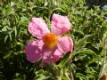 Cistus creticus subsp. eriocephalus